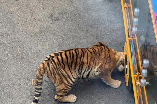 红涨股票配资 大连一动物园观光车压碎老虎下巴？涉事动物园回应